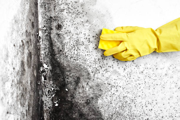 Best Mold Testing  in Paramount, CA