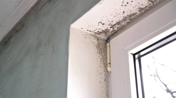 Best Emergency Mold Removal  in Paramount, CA