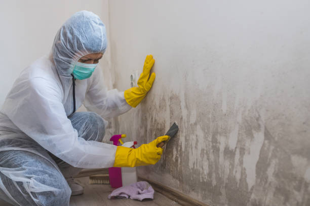 Best Mold Damage Repair  in Paramount, CA