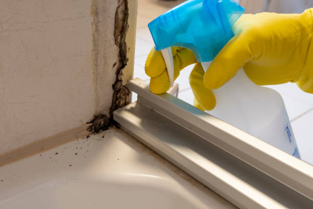 Best Black Mold Removal  in Paramount, CA