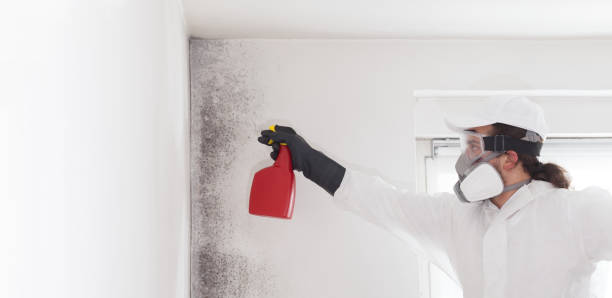 Best Attic Mold Removal  in Paramount, CA