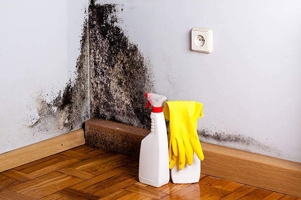 Mold Removal and Inspection in Paramount, CA