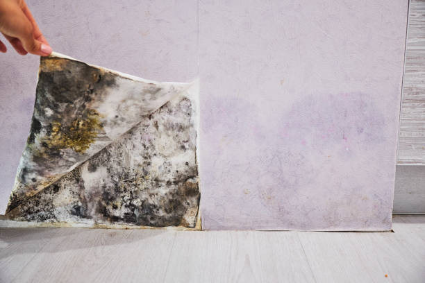 Best Affordable Mold Removal  in Paramount, CA